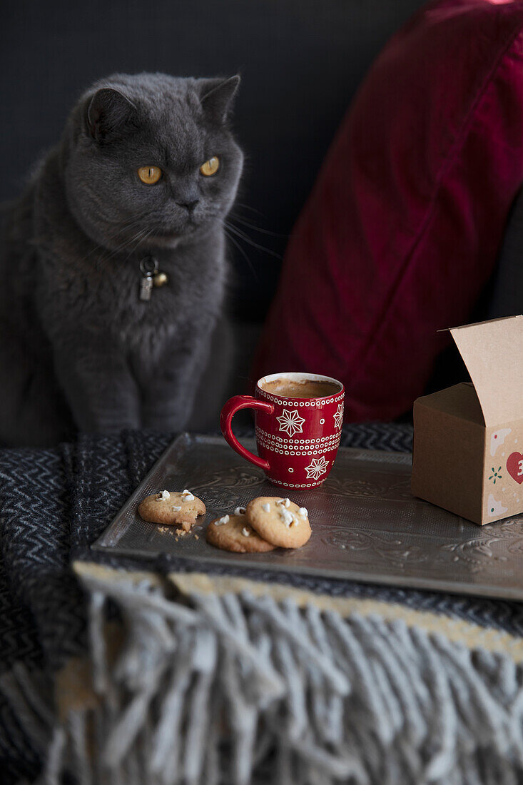 Grey cat, popcorn cookies and mug of coffee
