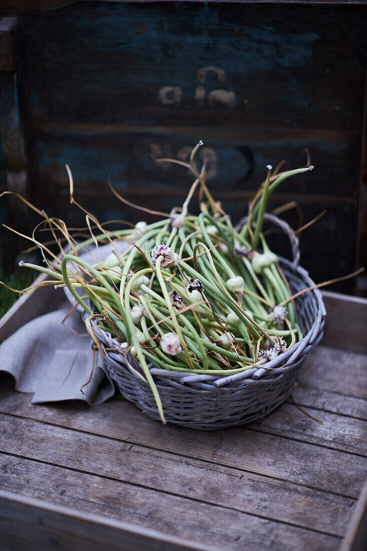 Freshly harvested garlic