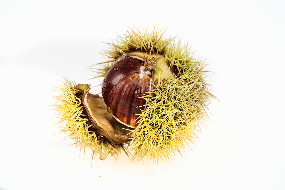 A chestnut