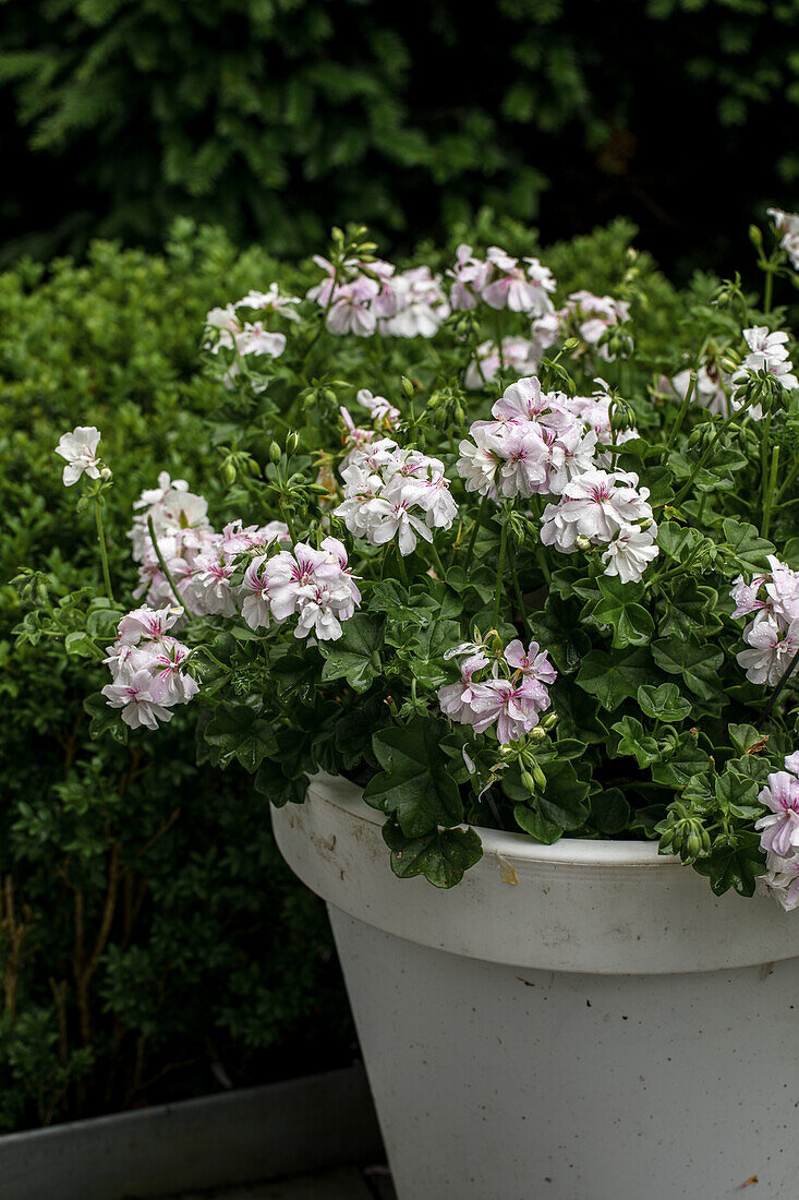 Pelargoniums (Pelargonium) in a white planter in the garden