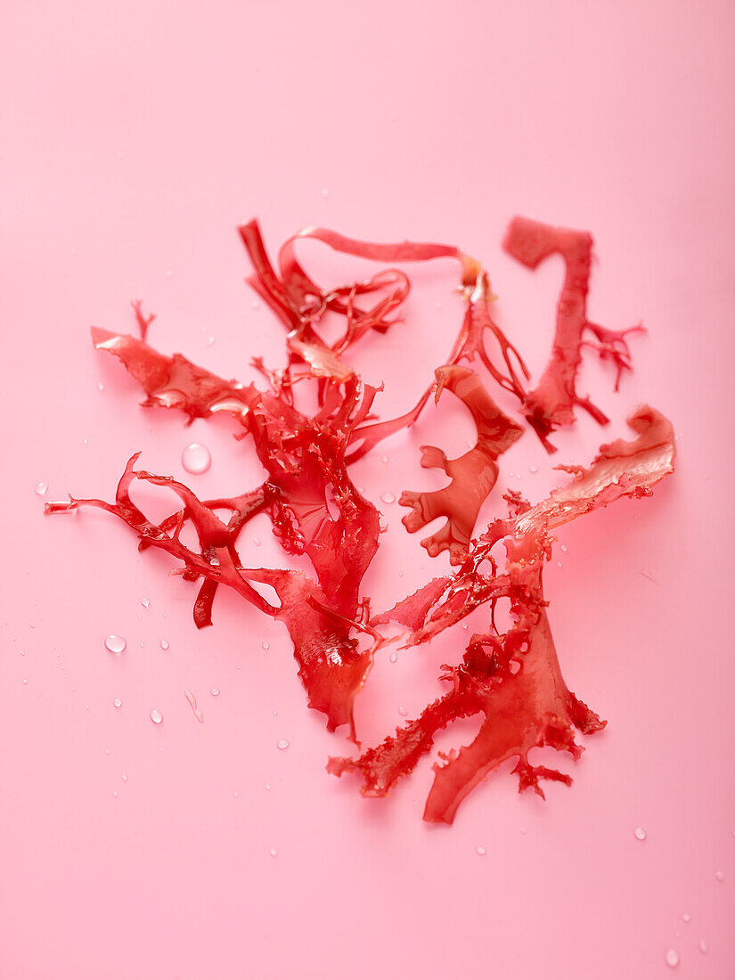 Red Seaweed, close-up