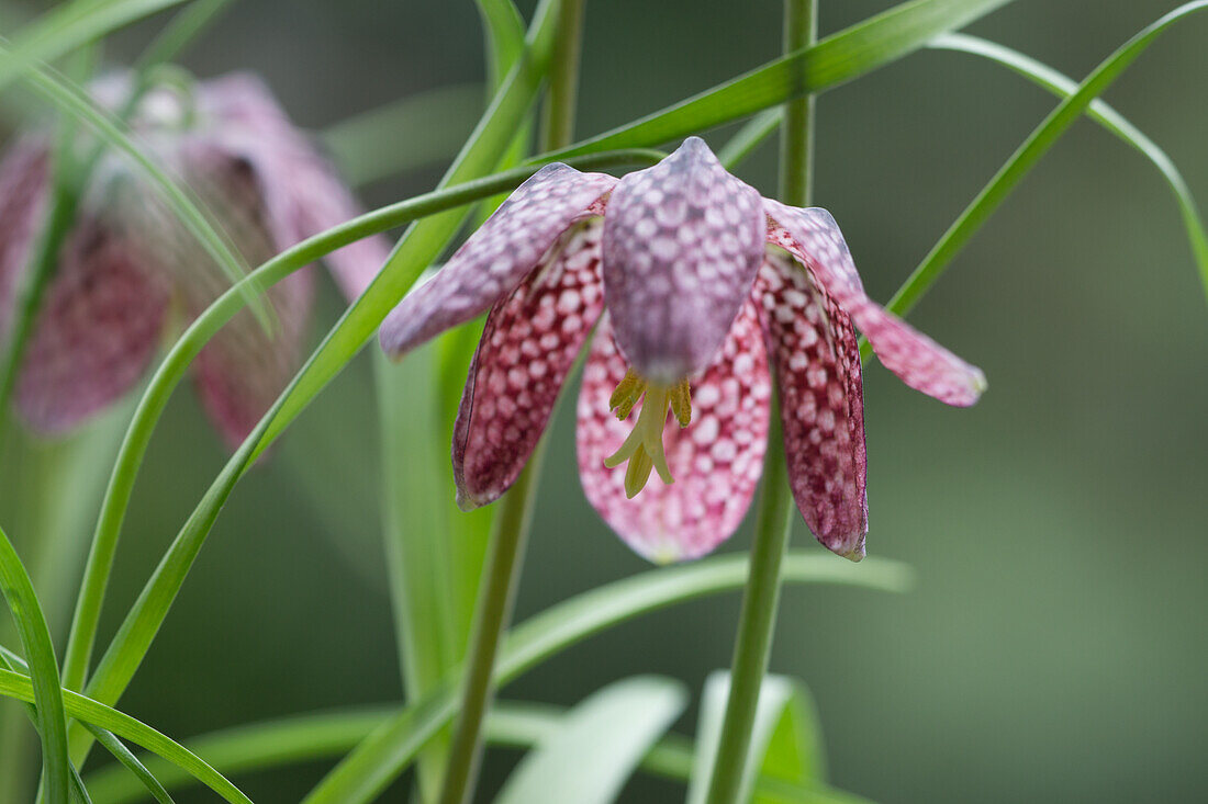 Checkerboard flower (Fritillaria) in the garden, portrait