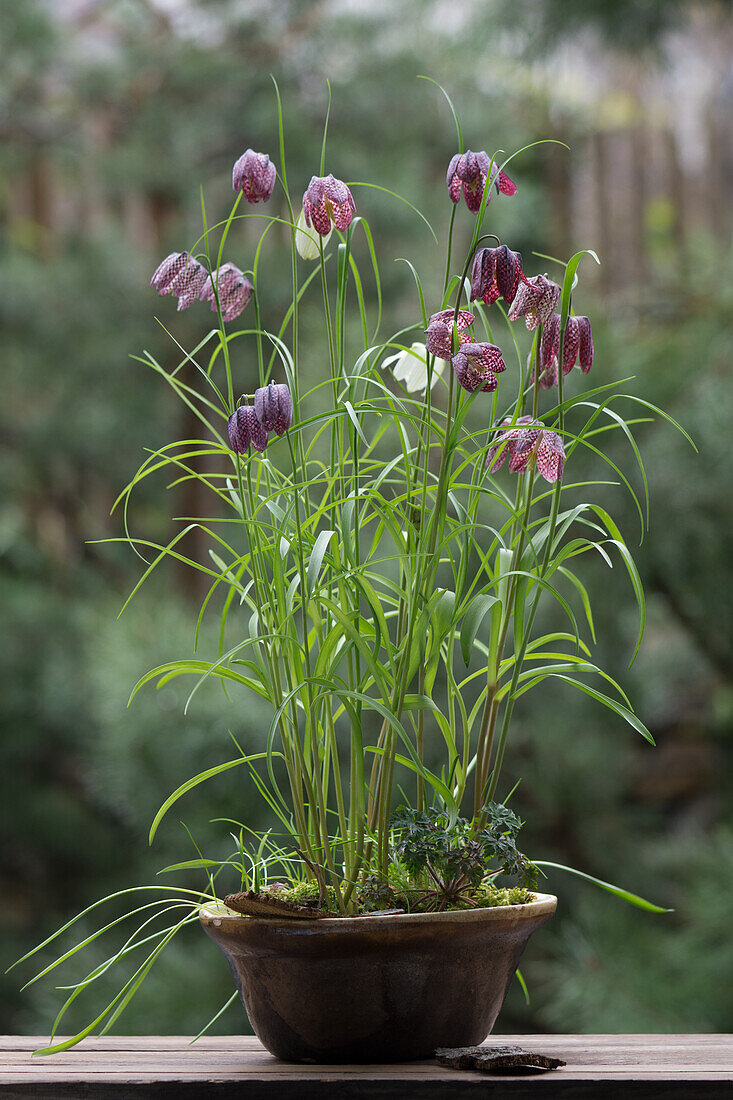 Checkerboard flower (Fritillaria) in a baking tin