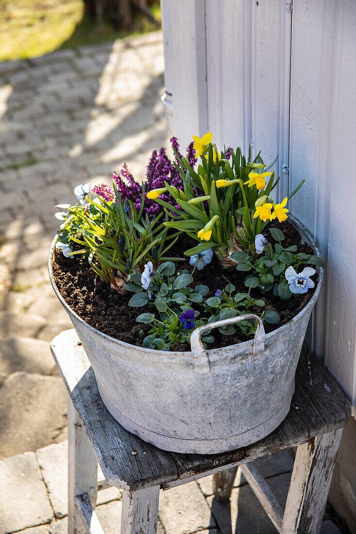 Metallwanne mit Narzissen und Stiefmütterchen (Viola wittrockiana) auf altem Holzhocker im Frühling