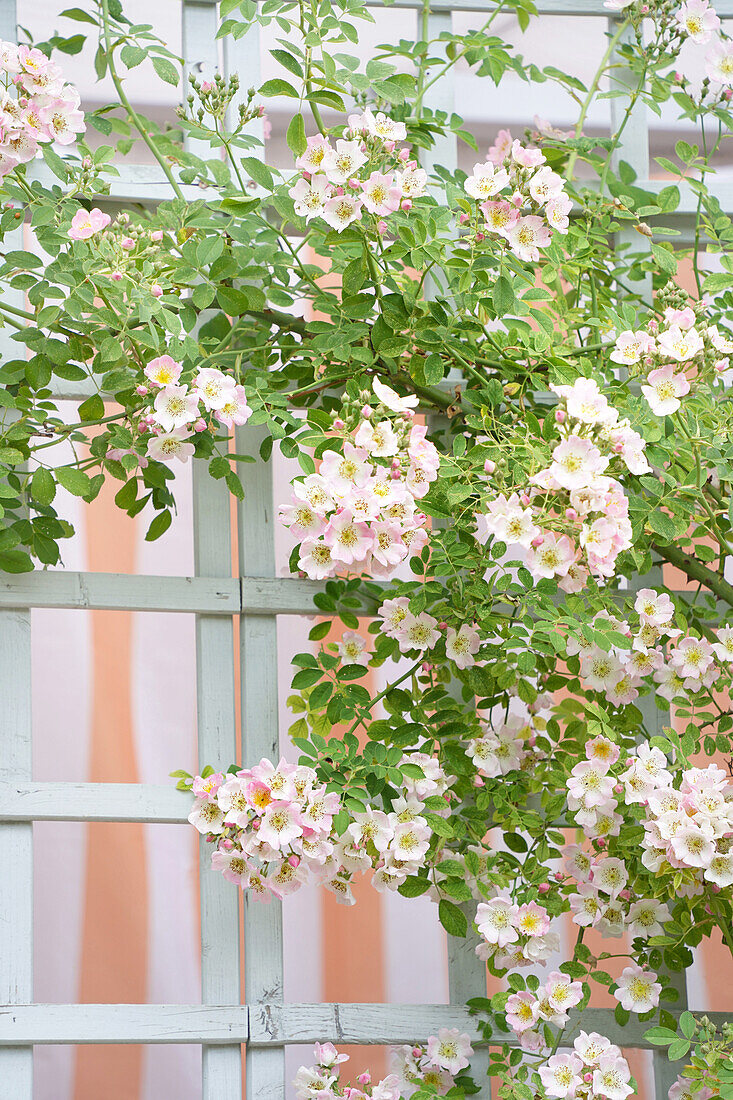 Weißes Spalier mit blühenden Kletterrosen im Garten