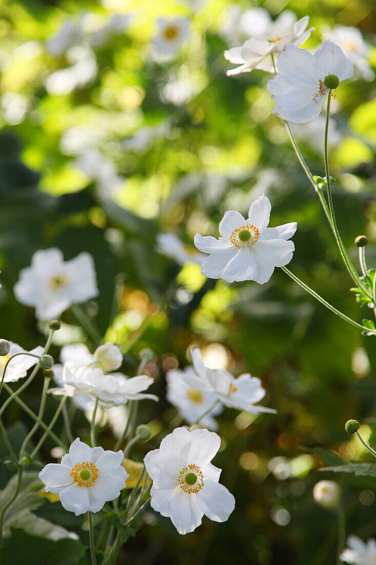 Autumn anemone (Anemone Japonica), white flowering, portrait