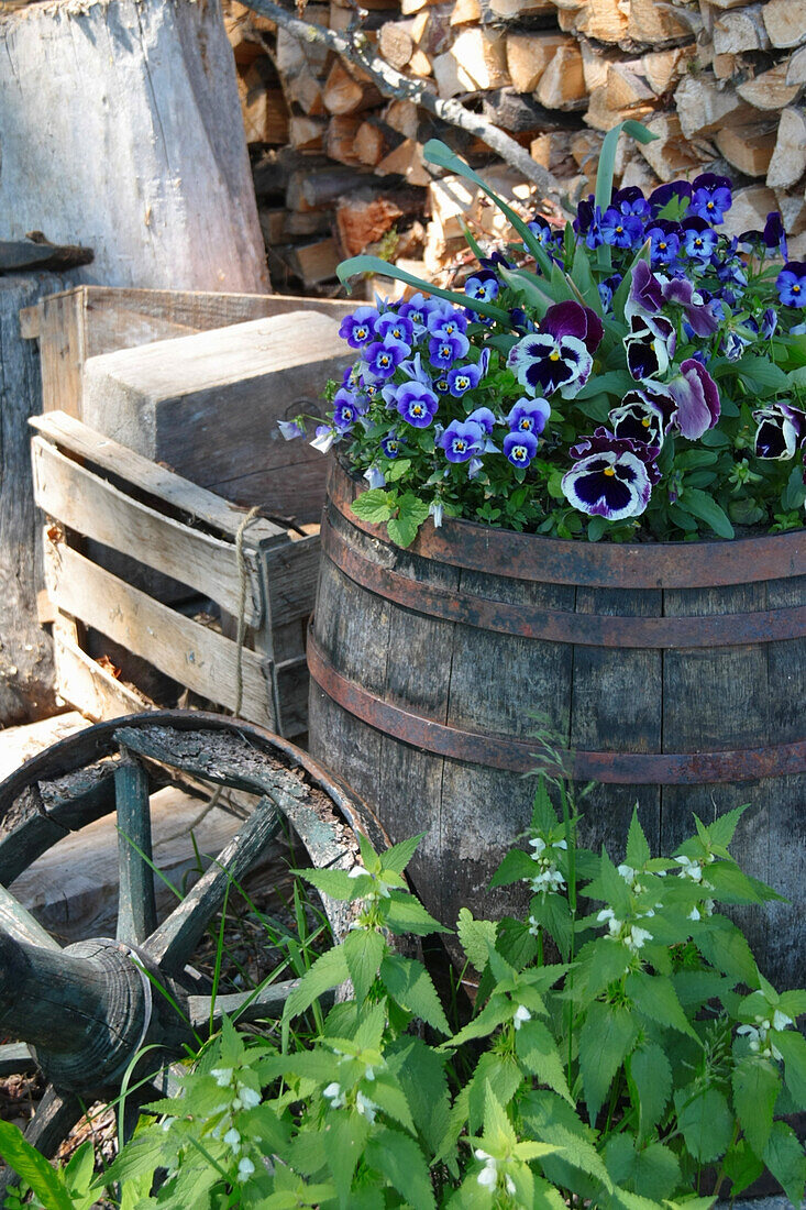 Große und kleine Hornveilchen (Viola Cornuta), bepflanztes Fass auf der Terrasse