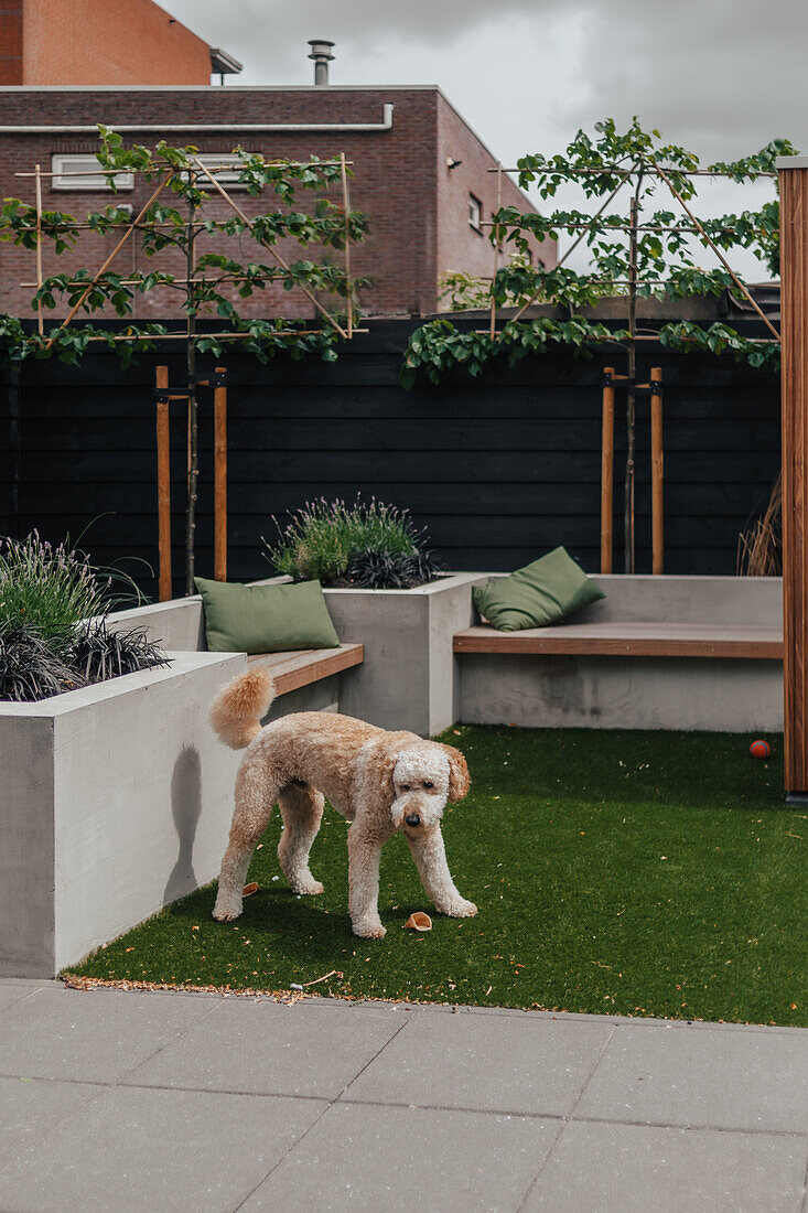 Dog on artificial grass in modern courtyard with lavender and concrete wooden benches