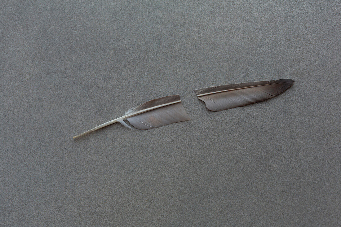 Broken feather on gray background\n