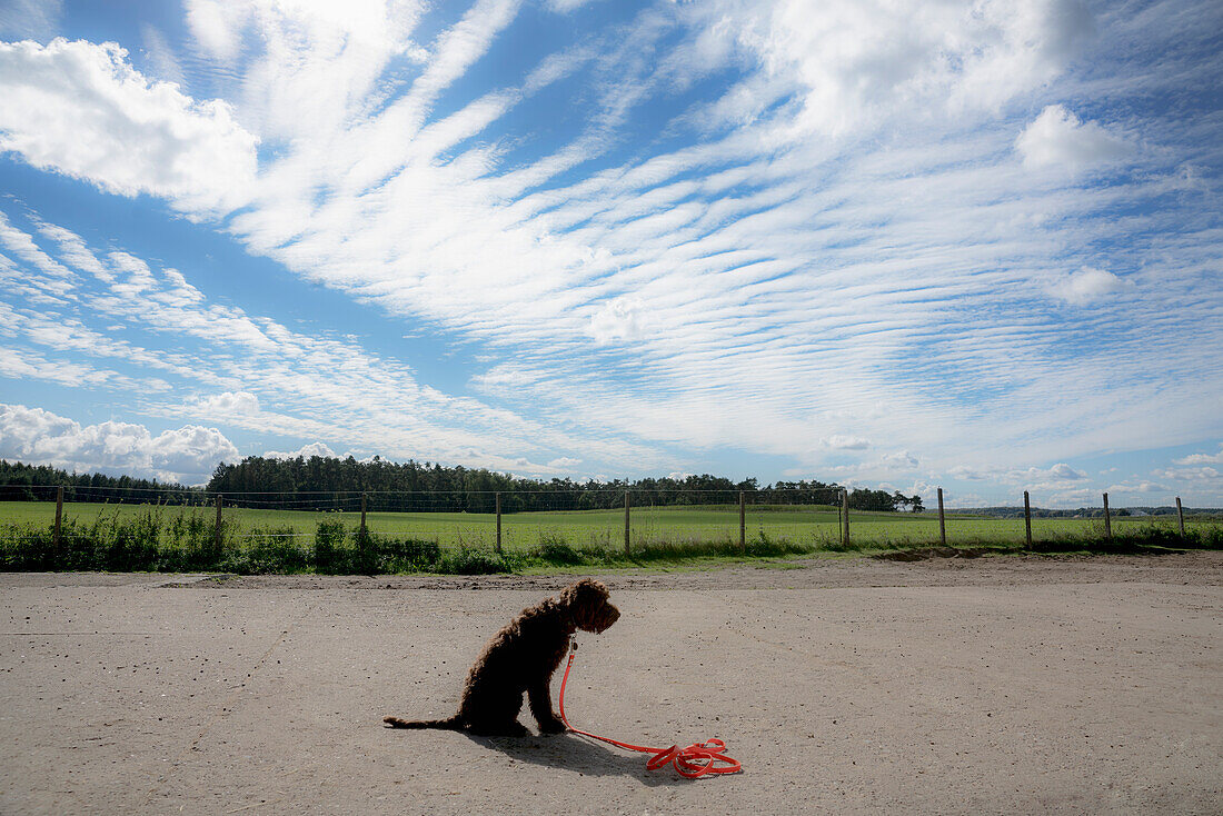 Brown Barbet dog sitting below sunny sky by rural field, Wiendorf, Germany\n