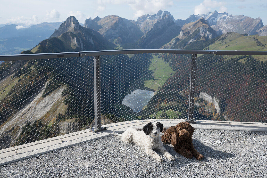 Portrait niedlicher Hund liegend an einer Gondelstation mit Blick auf den Hohen Kasten, Schweiz