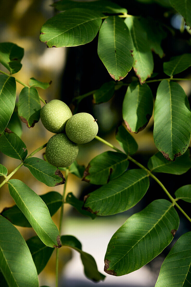 Close up green walnuts growing on sunny tree branch\n