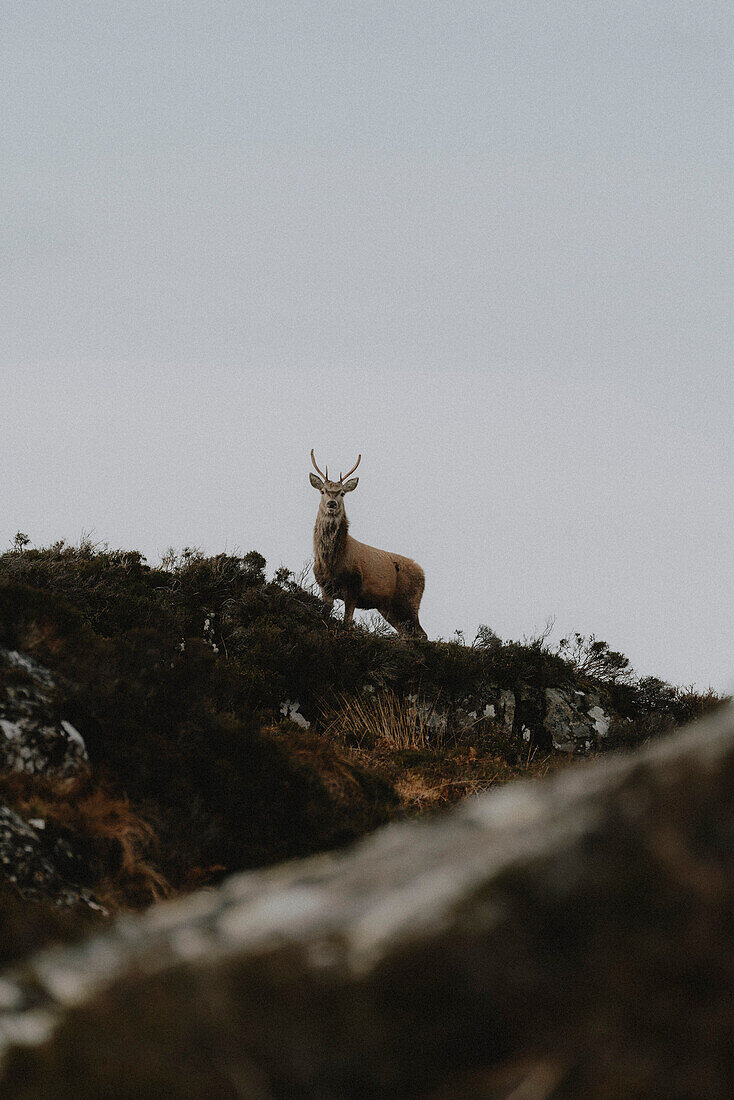Hirsch mit Geweih auf dem Gipfel eines Hügels unter bewölktem Himmel, Assynt, Sutherland, Schottland