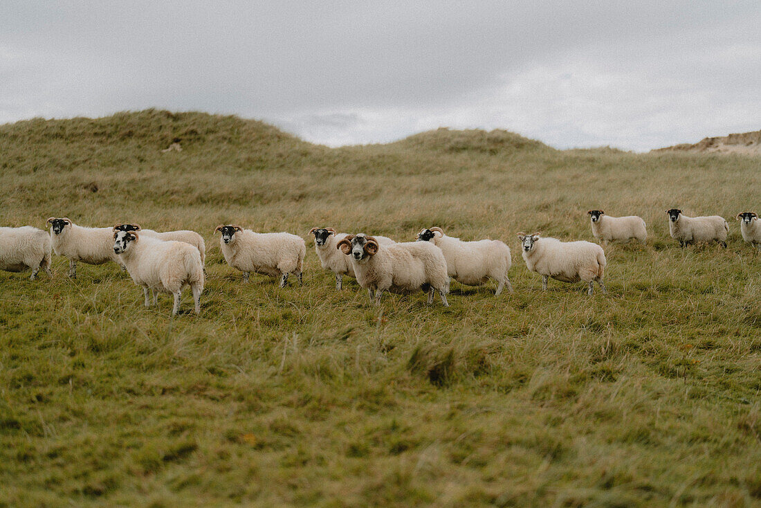 Schafe auf einem grasbewachsenen, ländlichen Feld, Isle of Harris, Äußere Hebriden, Schottland