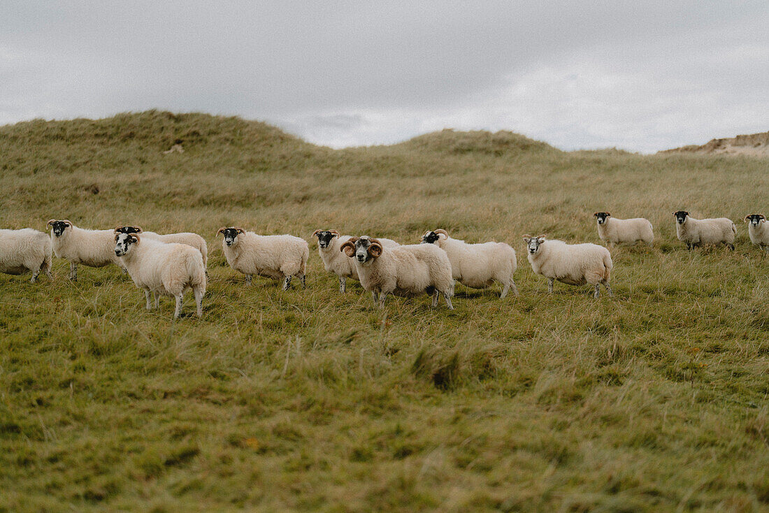 Sheep in grassy, rural field, Isle of Harris, Outer Hebrides, Scotland\n