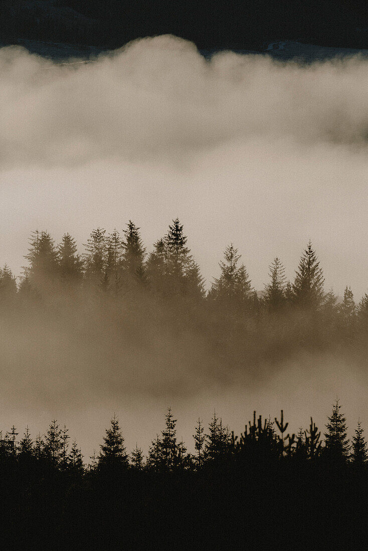 Nebelwolken über silhouettierten Bäumen bei Sonnenuntergang, Glencoe, Schottische Highlands, Schottland