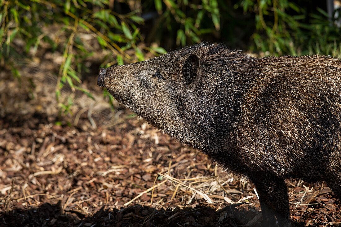 Profile skunk pig standing in sunlight\n