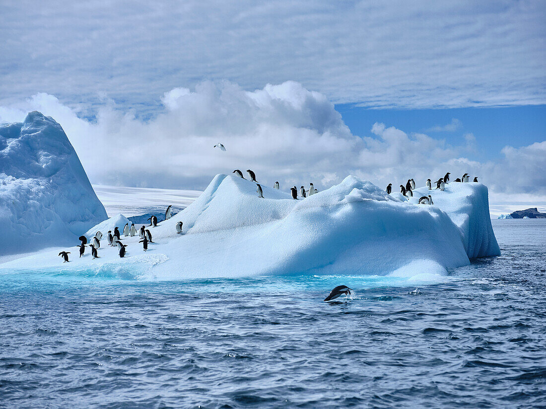 Penguins on sunny iceberg on Weddell Sea, Antarctic Peninsula, Antarctica\n