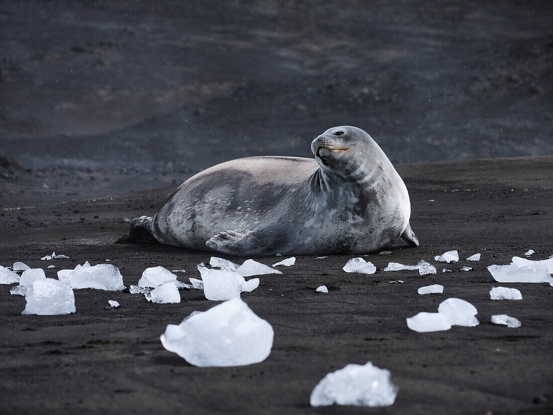 Robbe liegt unter schmelzendem Eis, Antarktische Halbinsel, Antarktis