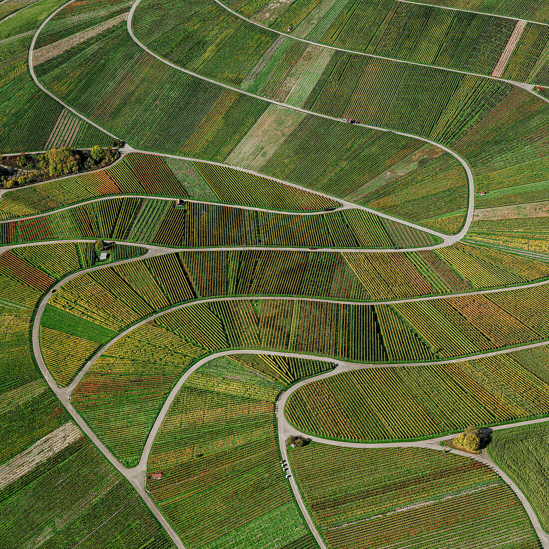 Luftaufnahme grüner Weinbergspflanzen, die ein kurvenreiches Landschaftsmuster bilden, Beutelsbach, Deutschland