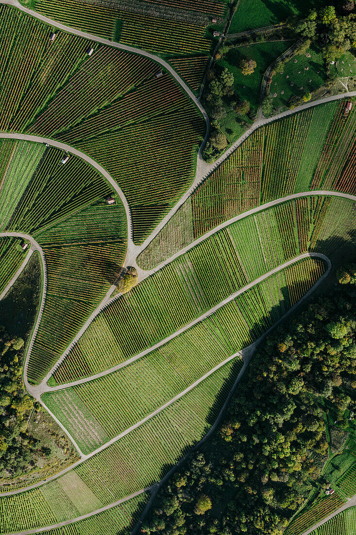 Luftaufnahme grüner Weinberg und Bäume bilden Landschaftsmuster, Beutelsbach, Deutschland