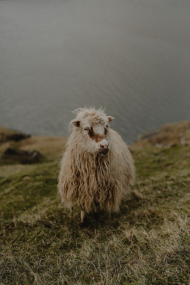 Färöische Schafe stehen auf einem Hügel über dem Wasser, Fossa, Haldarsvik, Färöer Inseln