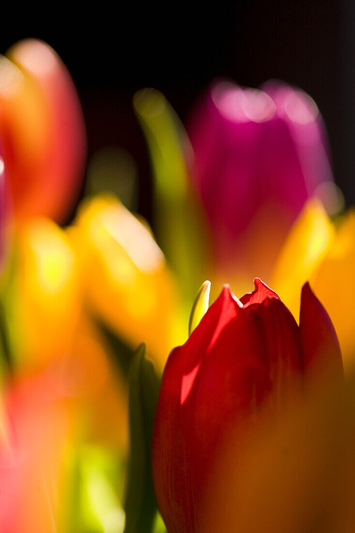 Close up of yellow and red tulips\n