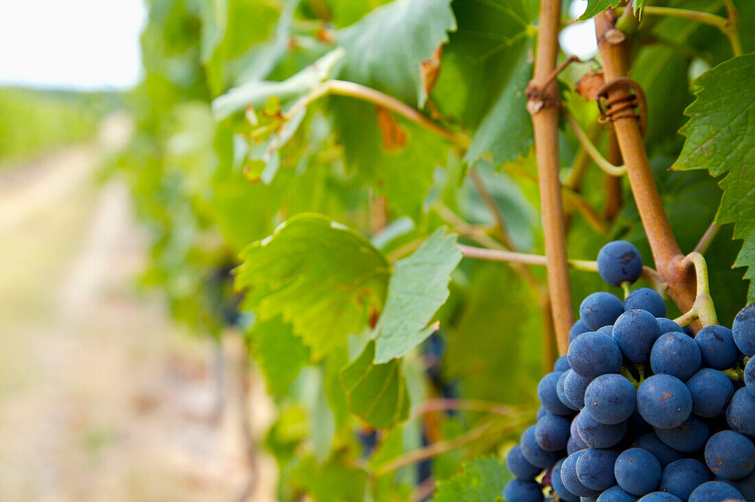 Close up of red wine grapes\n