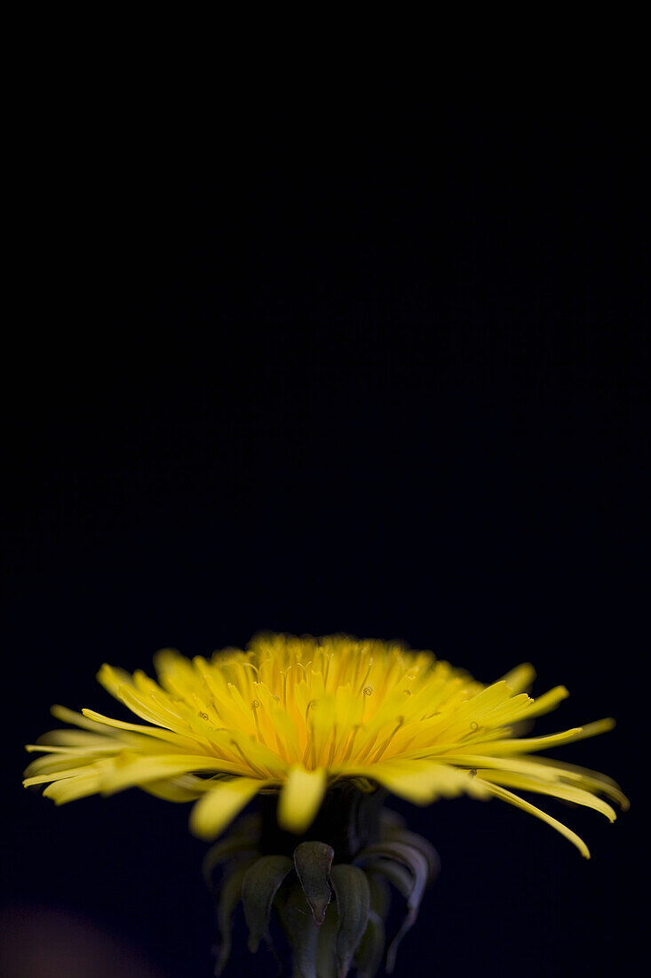 Yellow dandelion on black background\n