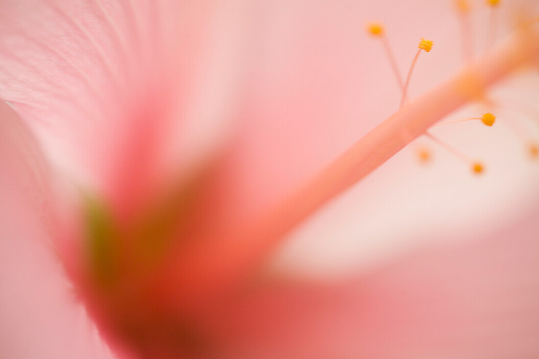 Close up of Pink and yellow Hibiscus\n