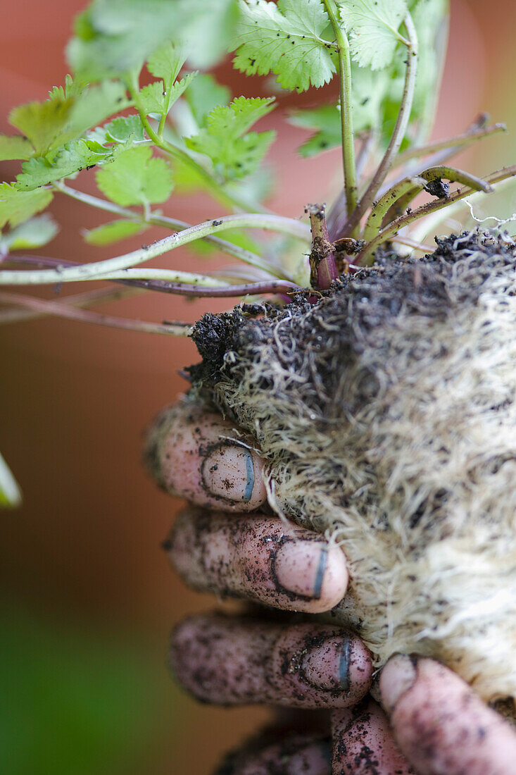 Close up of man's dirty hand holding plant and plant roots\n