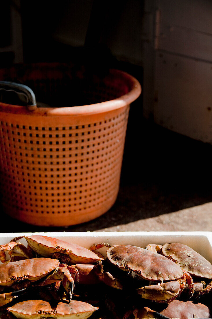 Close up of crabs in a  white container and orange basket\n