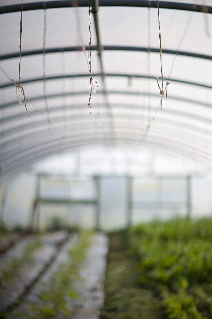 Plants seedlings in big greenhouse\n