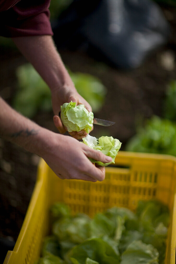 Close up of farmer's hands cutting lettuce with knife\n