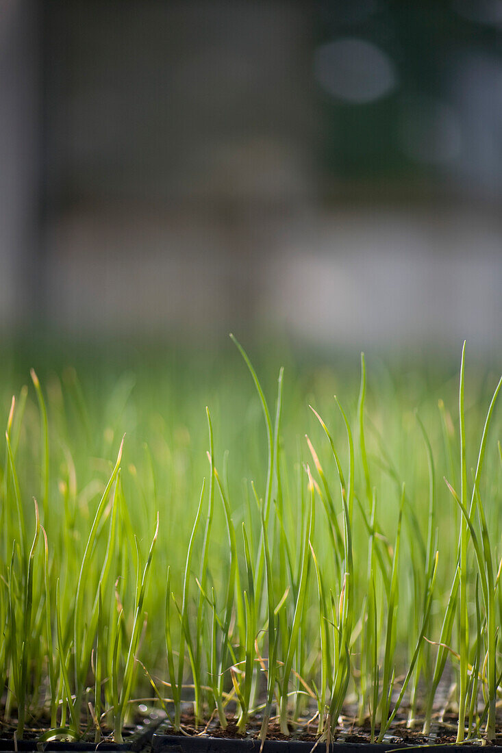 Close up of chives seedlings\n