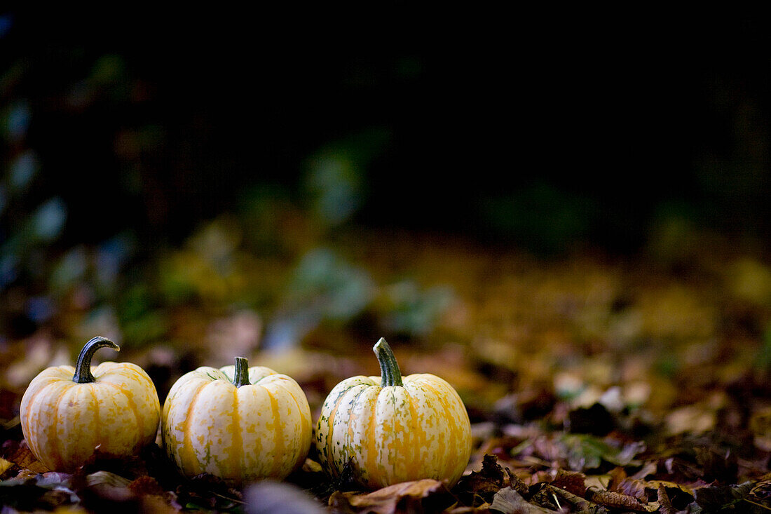 Three yellow pumpkins on ground\n