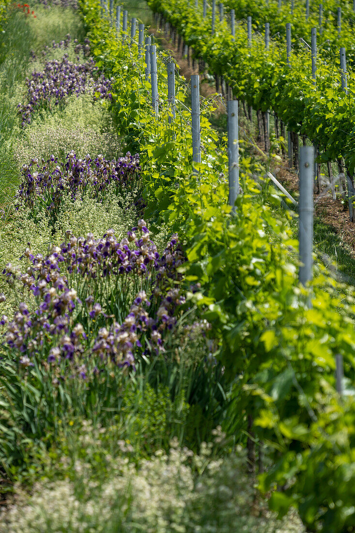 Purple flowers growing along green vines in idyllic, sunny vineyard, Stuttgart, Germany\n