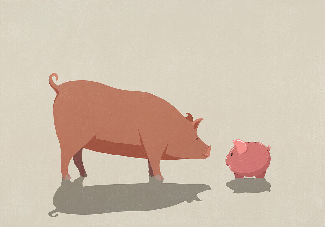 Curious, large pig looking down at piggy bank\n