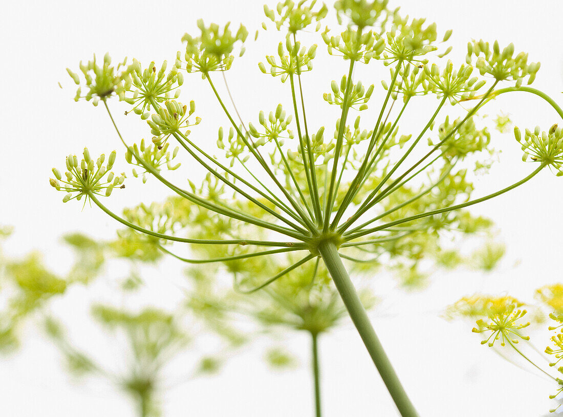 Close up of fennel flower\n