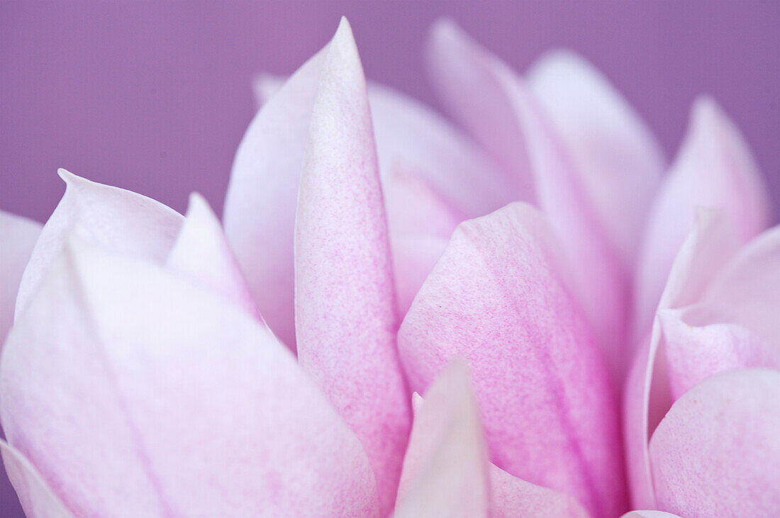 Pink flower on purple background\n