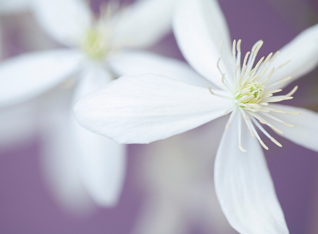 Close up of clematis blossom\n