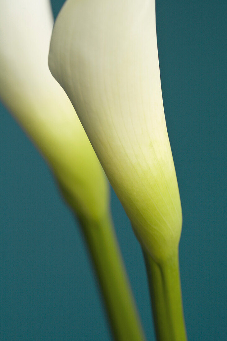 Arum lily on blue background\n