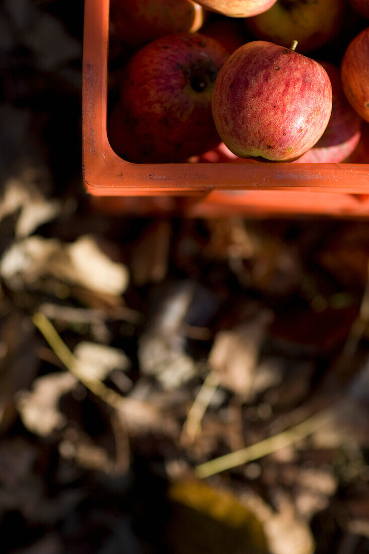 Close up of a crate of apples and dry leaves\n