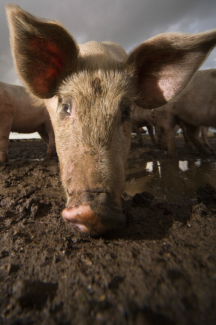 Close up of a pig head with big ears\n