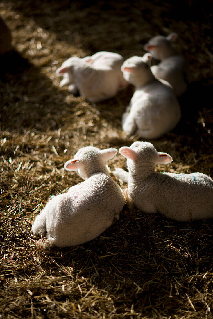 Lambs lying on straw\n