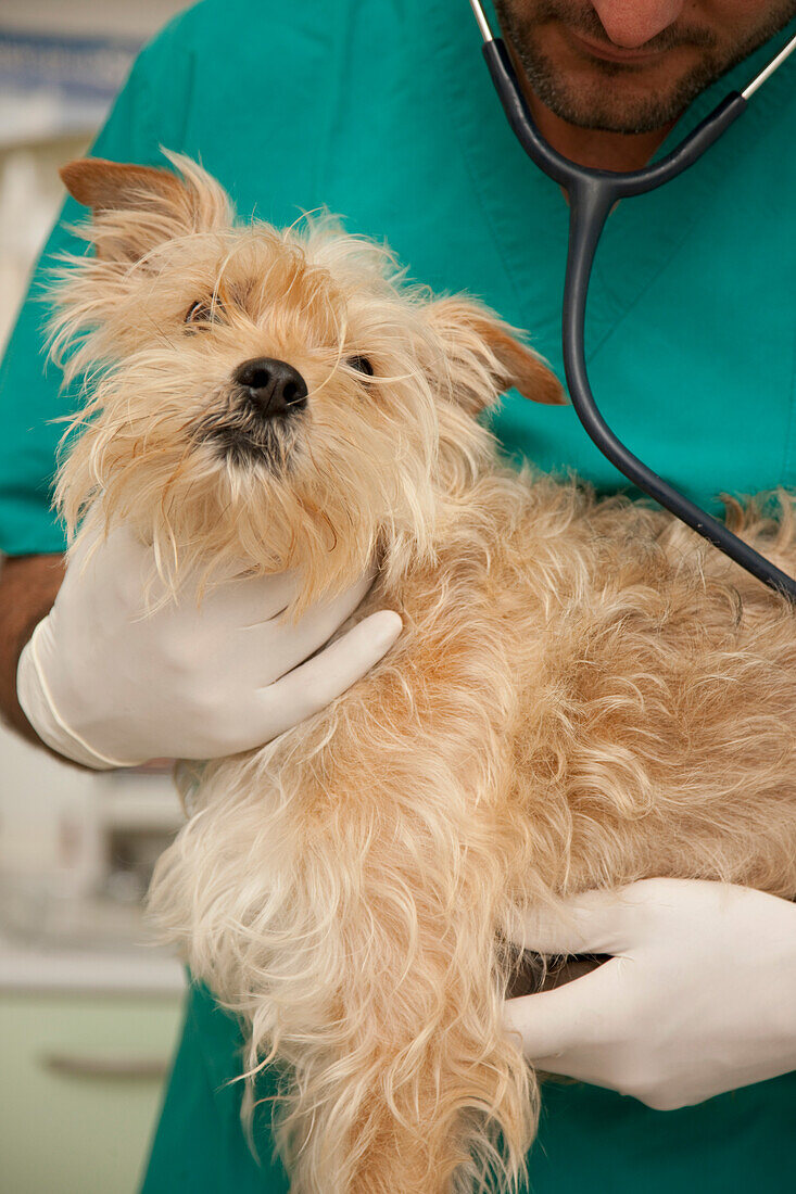 Close up of vet  inspecting dog\n