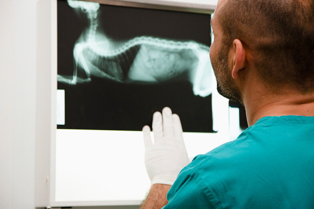 Back view of a vet looking at x-ray\n