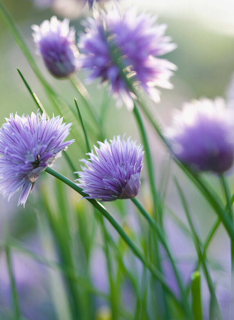 Close up of Chives in blossom\n