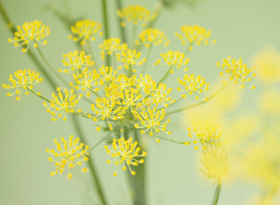 Fennel blossom on green background\n