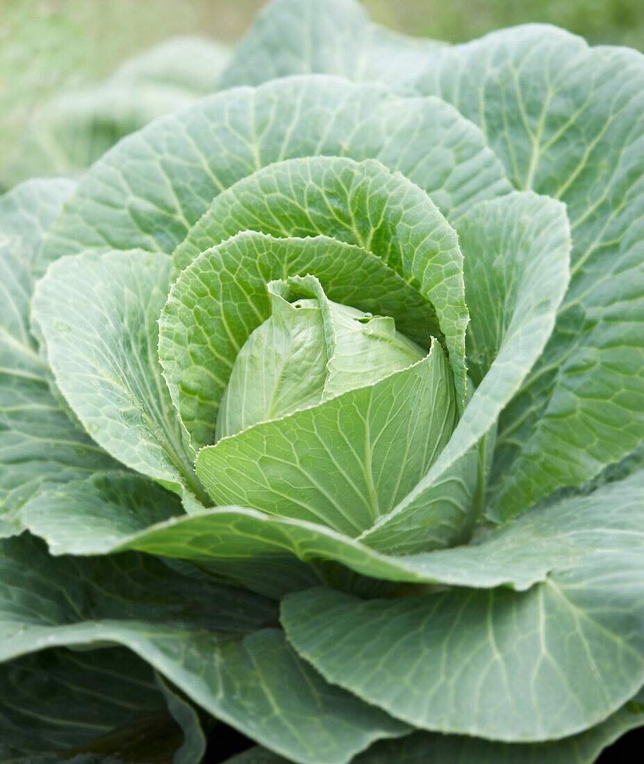 Close up of a savoy cabbage\n